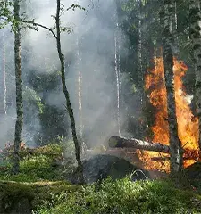 Forest Fire Prediction